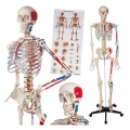 Mô hình bộ xương người 1.75m